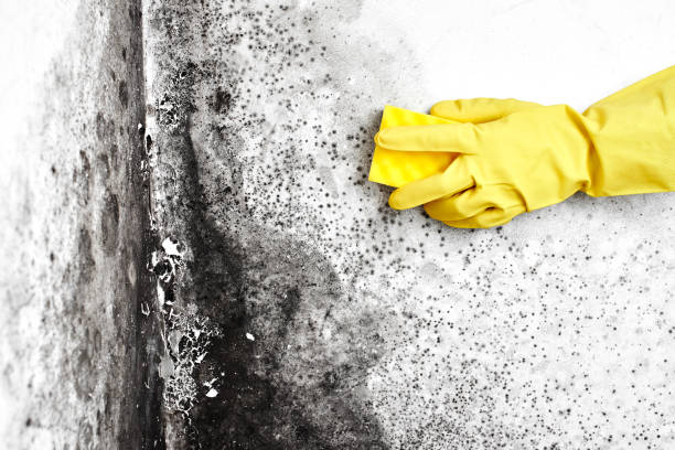Best Home Mold Removal  in Evansdale, IA