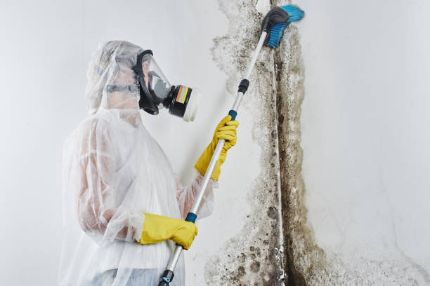 Best Certified Mold Removal  in Evansdale, IA