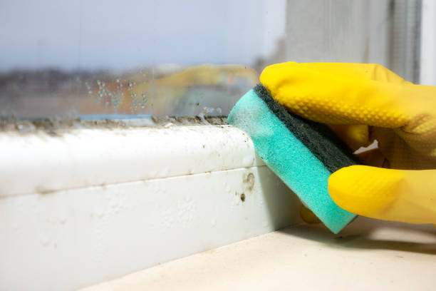 Best Office Mold Removal Services  in Evansdale, IA