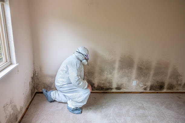 Best Mold Remediation Services  in Evansdale, IA