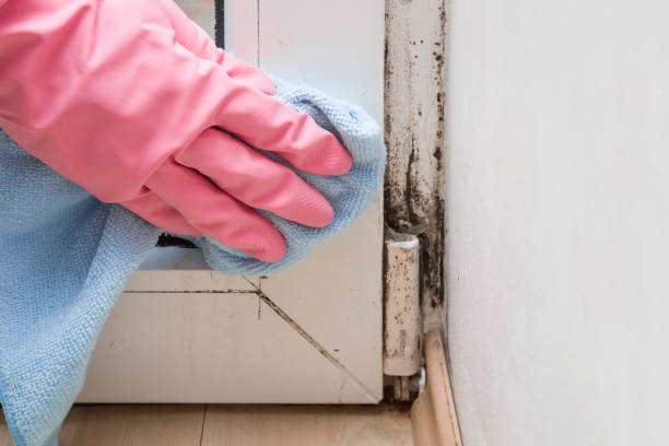 Best Residential Mold Removal  in Evansdale, IA