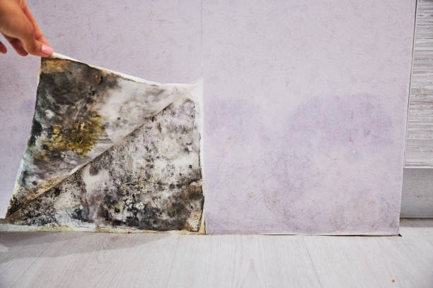 Best Attic Mold Removal  in Evansdale, IA